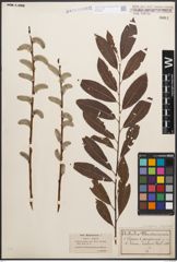 Foto von Salix caprea L. x Salix purpurea L.